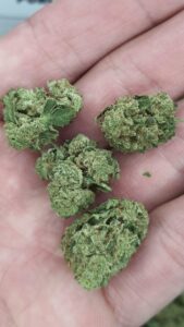 Hemp-High Thca Flower BANANA PUNCH SMALLS -In Stock OZ DEALS -ON SALE